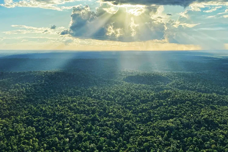 Dia da Amazônia